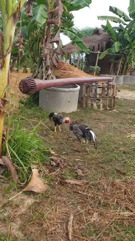 ໂຄດຕຶງ#ไก่ #ເມືອງເຟືອງ #ໄກ່ຕີປະເທດລາວ🇱🇦 