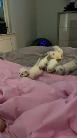 A stampede of kittens are coming to get us! 