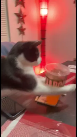 Bros got quick hands #duke#cattok#catsoftiktok#hilarious#funny#nocatsonthecounter#fyp#foryou#foryoupage#cat#fail#quick#clever#funny#funnyvideos#viral#viral#video 