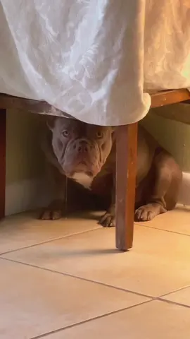 Imagine a pet feeling guilty she did something terribly wrong 😂🤣😂 Gingerare is guilty 🤣😂 see her face!! Drooling as well😂🤣😂 #drooling #frenchbulldog #frenchie #frenchies #puppy #frenchielove #puppy #frenchielife #dog #смешно #собака #собакадругчеловека #собаки #viral #viralvideo #dogoftiktok 