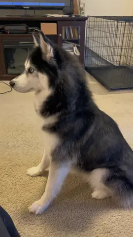 What do you think he wants?  #viral #fyp #haikuthehusky #husky #dog 