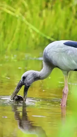 #birdsoftiktok #asian #openbill #feeding #snail 