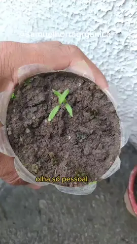 Nascendo as sementes de tomate. #tomate #horta #hortaliça 