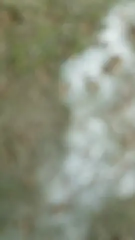 cập can gà lai z được k ae