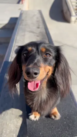 @Rowdy_Dachshund the 🏆  #dogsoftiktok #grizzlygrip #warningskateshop #custom #asmr #griptapeasmr #sk8 #skateboard #Skateboarding 
