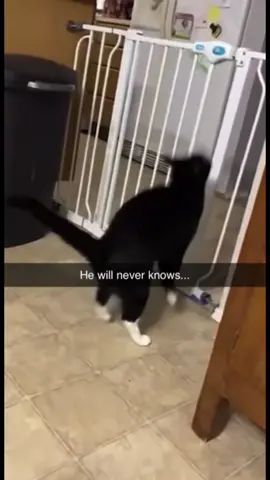 #memes #funnyvideos #joke 