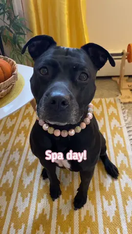 The nintendogs sound 🥹 