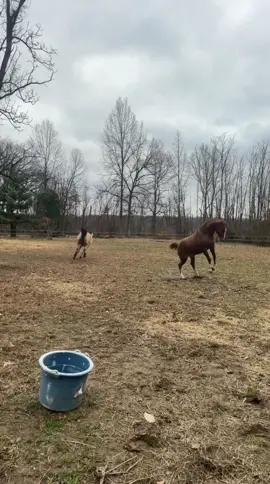 Just a lil spicy 😂#horses #horsesoftiktok #fart #fyp 