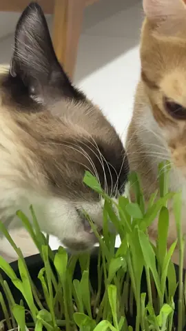 #fy #gato #comendograma #gatocomendograma 