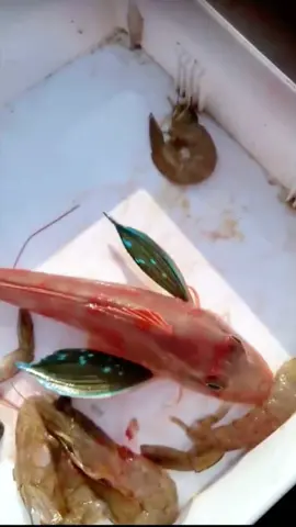 Butterfly fish #fish #fishing #fyp #foryou #foryoupage #intresting #beautifulfish 