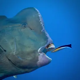 When was your last dentist visit? This bumphead parrotfish was seen by @johnny_gaskell   at Flynn Reef, QLD.#ausgeo#oceanlife#seeaustralia