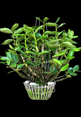 Kết quả của 5 năm chăm sóc từ một khóm nhỏ để có được tác phẩm như vậy. #yeuhoalan #xuhuong #fpy 