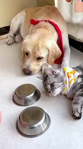 #dog #cat #funny #funnypets #funnyvideos 