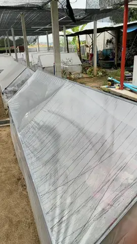 ฮานะการ์เด้นกำแพงเพชร ##บอนสี##บอนสีไทยแลนด์##บอนสีแรร์ไอเท็ม ##บอนสีแรร์ไอเทม #caladiumbicolor #caladiums #caladiumthailand #caladiumrareitems ##บอนสีตัวเทพ##บอนสีด่างเทพ##บอนสีด่าง##บอนสี2565 voiceeffects 