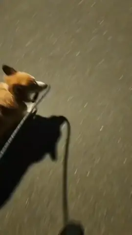 #vitamincuoi😂 #xuhuong #foryou #funnyvideos #xh #funny #giaitri #fyp 