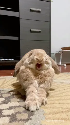 “Ahhhh” 🐾🥕🐰 @Basil the Bunny 🌿House Rabbit  #bunny #fyp #viral 