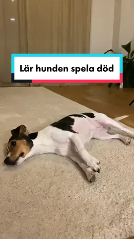 Svarar @Maiaaaa🤪 #lärdigpåtiktok #hundtrix #fyp #hundträning 