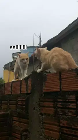 #papofelino  #felinos  #brigafelina  #gatostiktok  #gatoscuriosos_  #gatosbrasil  #gatosdotiktok  #hablando  #seguidorestiktok2021  #FashionTikTok 