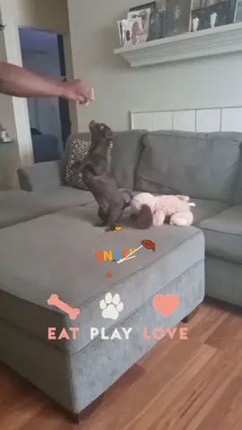 Ms. CoCo's Love For Snacks #PetsOfTikTok  #foryou #petsmart #dogsoftiktok 