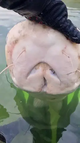 🙂🔥🔥 #fishing #pesca #wedkarstwo #siluro #catfish #sum #predatorfish #spinfishing #rivergishing #monsterfish #deporte #sports 