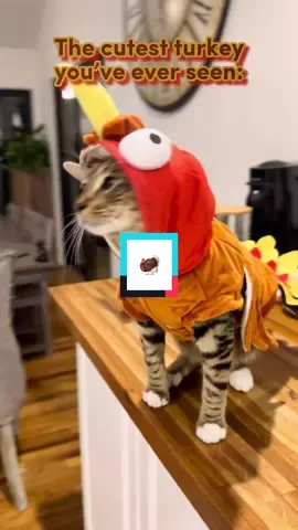 The most adorable turkey ever🦃 #catsoftiktok #turkiesoftiktok #cat #turkey #gobblegobble #catlover #cutecat