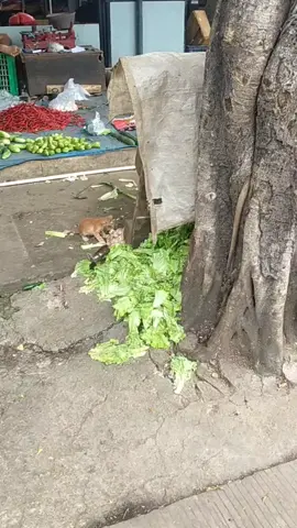 pas kepasar liat anak kucing lagi nyari makan, beruntung ada potongan daging 🥺🥺🥺 sehat-sehat ya cing.. #kucing #anabul #kucingoren #pecintakucing  #kucingtiktok #fyp #fypシ  #kucingsedih #pasar 
