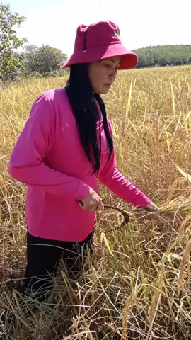 #ก้อยก้อยอุบลฯ 