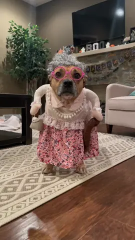 This is Halloween! #dogsoftiktok #dogs #dogsincostumes #halloween #viral #family #animals #funny #tiktokdogs #rescue #Love #video #dogmodel #doggo #dogmom #tiktoker 