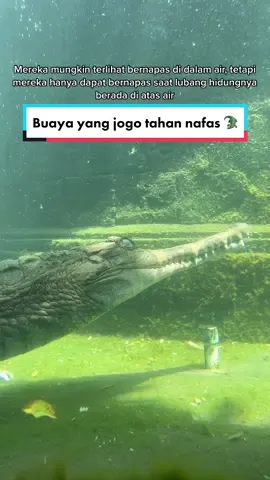 Wah keren ya bisa lama banget di dalam air 😆🐊  #Buaya #crocodile #BaliZoo #animaldoingthings #animalsoftiktok #faktabinatang 