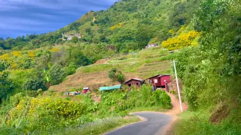 #မိုးကုတ်တောင်နေကြာပွင့်ချိန်လေး ! 🌼💛 🎶#Honey #Mogok 
