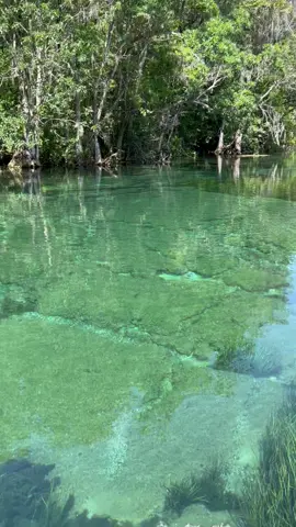 #Rainbowsprings #Dunnellon #Florida #RainbowRiver #floridasprings #waveruner#jeski #kayaking #paddleboarding #boating #swimming #tubing #tuberental #tube #amazing#paradise#charming#alligators#snakes 