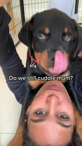 This made me tear up 🥹 #rottweiler #fyp #littleme 
