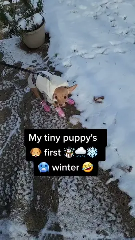 My tiny puppy's  🐶 first ☃️🌨❄️ 🥶 winter 🤣 @wynstan_izabella #AEHolidayCard #AmazonSavingSpree #chihuahuamoms #PetSmartMadeMeBuyIt #stayathomedogmom #lifewithdogs🐕🐶❤️ #chihuahuapuppy #dogshoechallenge #puppystruggles 