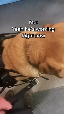 Some amazing interactions at the expo we went to, I love how respectful people are! Please check out my tiktok bio to share or donate to our fundraising page🥺🥺❤️ #servicedog #serviceanimal #fyp #foryou #disabled #dog 