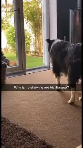 #memes #funnyvideos #foryou 
