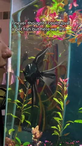 Love this lil guy🐠🖤 his name is Marty & he has the biggest personality a fish could possibly have😭🫶🏼 he gets super energetic when he knows I’m about to live feed him shrimp🦐   #kisses #angelfish #fish #aquarium #angelfishy #angelfishtank #fishkisses #petfish #petfishtiktok #fyp #funnyanimalvideos #funnyanimals #sillyanimalsoftiktok #fishtok 