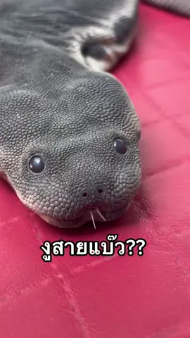 งูไม่น่ากลัวอย่างที่คิด #fyp #foryou #foryourpage #สัตว์ #สัตว์แปลก #งู #สัตว์เลี้ยง #สัตว์โลกน่ารัก 