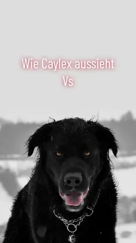 Er kann auch tiefer bellen, wenn er will.😈 so viel zum Thema er kann nicht bellen und hat keine Stimmbänder. 😏 Video Idee von @asulkancrew 🫶🏽 #hund #dog #foryou #rottweilermix #dobermannmix #landseermix #neufundländermix #blackdog #mischling #guarddog #höllenhund #hellhound #bigdog #höllenhunde #bellen 