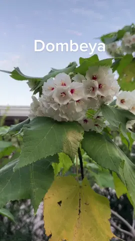 It smells heavenly…  #b#butterflychaserf#floridagardeningp#plantladyp#plantmomp#plantnerdp#passionforplantsp#passionforflowersf#flowerpowerg#gardenerg#gardengeekg#gardeningc#crazyplantladyb#butterfliesandblossomsflg#gardengodessm#mastergardener#b#butterflyloverf#floridagardenerp#passionateforflowersi#iwouldratherbegardeningf#floridafriendlylandscapings#savethebeesz#zone9bp#plantcollectorintrovertedgardener