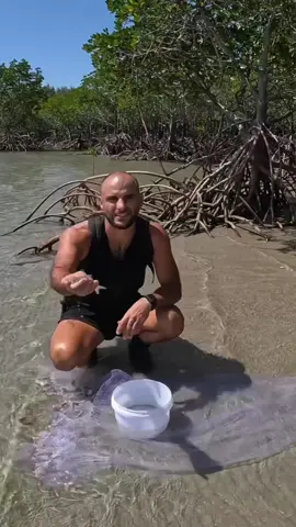Live bait fishing for barramundi ##livebaitfishing##mangrove