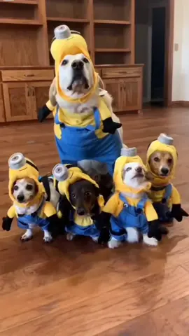 #videosdivertidos #mascotasdivertidas #humormascotas #videosmascotas #dogsvideos #dogs #perros #perrostiktokers #perroschiquitos #minions #perrosdisfrazados #disfrazhalloween #videosdeperros #personajes #beautiful #hermosos 