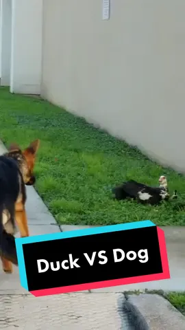 German Shepherd Puppy Attacked by Momma Duck During Training #animals #dog #germanshepherd #germanshepherdsoftiktok #dogs #puppy #DogTraining #dogsoftiktok #IntuitTouchdownDance #fyp