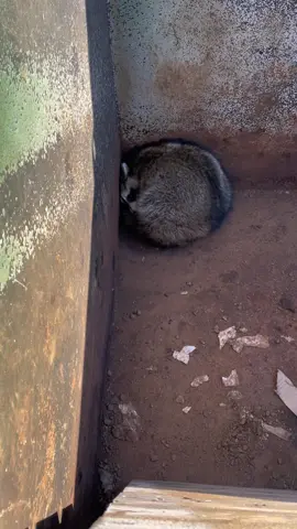 🦝 #mobilemechanic #dumpster #racoon #cold #getout