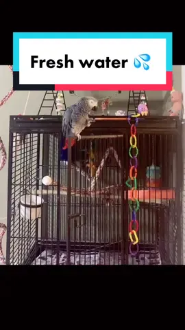 Making sure that Kitty knows her water is fresh #cairothegrey #parrotsworld #parrotsoftiktok #africangrey #parrots 