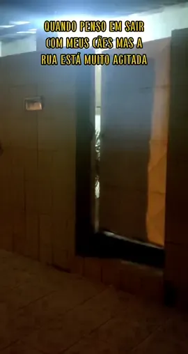 Acho melhor desistir né?😅 #pitbulleumvicio #humor #videoengracado #pravc #dog #fy #foryou 