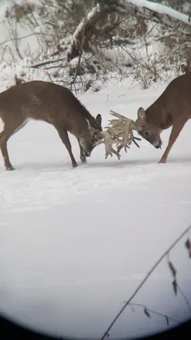 #deer #huntsendseerranch #huntingseason #fight #bucks #monsterbuck #whitetails #monsterwhitetails #wiaconsin #deerseason