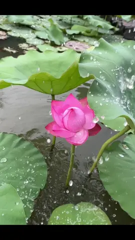 Hoa sen ngàn cánh , đợt này mình trồng hồ 1 số loại , mùa sau sẽ có nhiều hoa mới khoe mn 😁 🌸 #lotus  #hoasen 