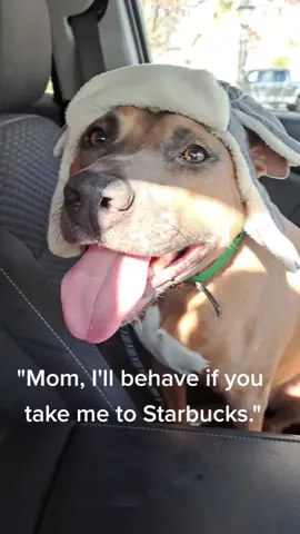 Better luck next time. 🤷‍♀️ #trending #hopeful #carride #dogcarride #ridingincarswithdogs #starbucksrun #starbucksdrivethru #starbucksdog #pupcup #pupcupstarbucks #pitbullsoftiktok #rhodesianridgeback #rhodesianridgebackmix #rescuedog #funnydogvideos #funnydogsoftiktok 