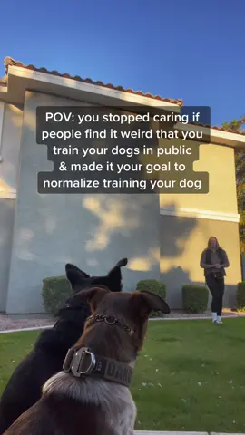 Dogs need training, exercise and mental stimulation their whole lives! #DogTraining #dogsoftiktok 