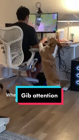 When you’re not given the attention you deserve #dogsoftiktok #PetsOfTikTok #dogtok 